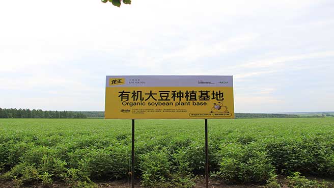 Base de produção de soja